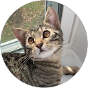 Shae Finnerty profile picture